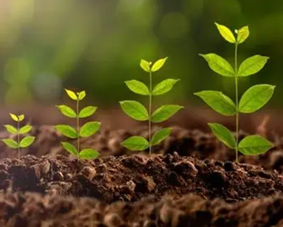 NyLan BioGreen Energy Ltd